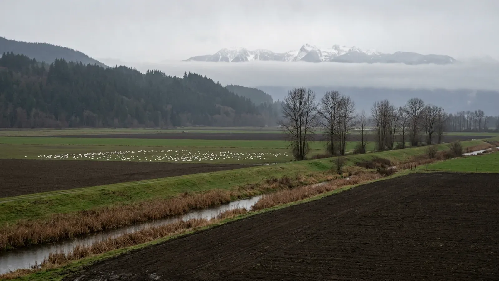Flat North Sound delta farmland with dark silt fields, a grassed dike and a drainage slough below forested foothills.