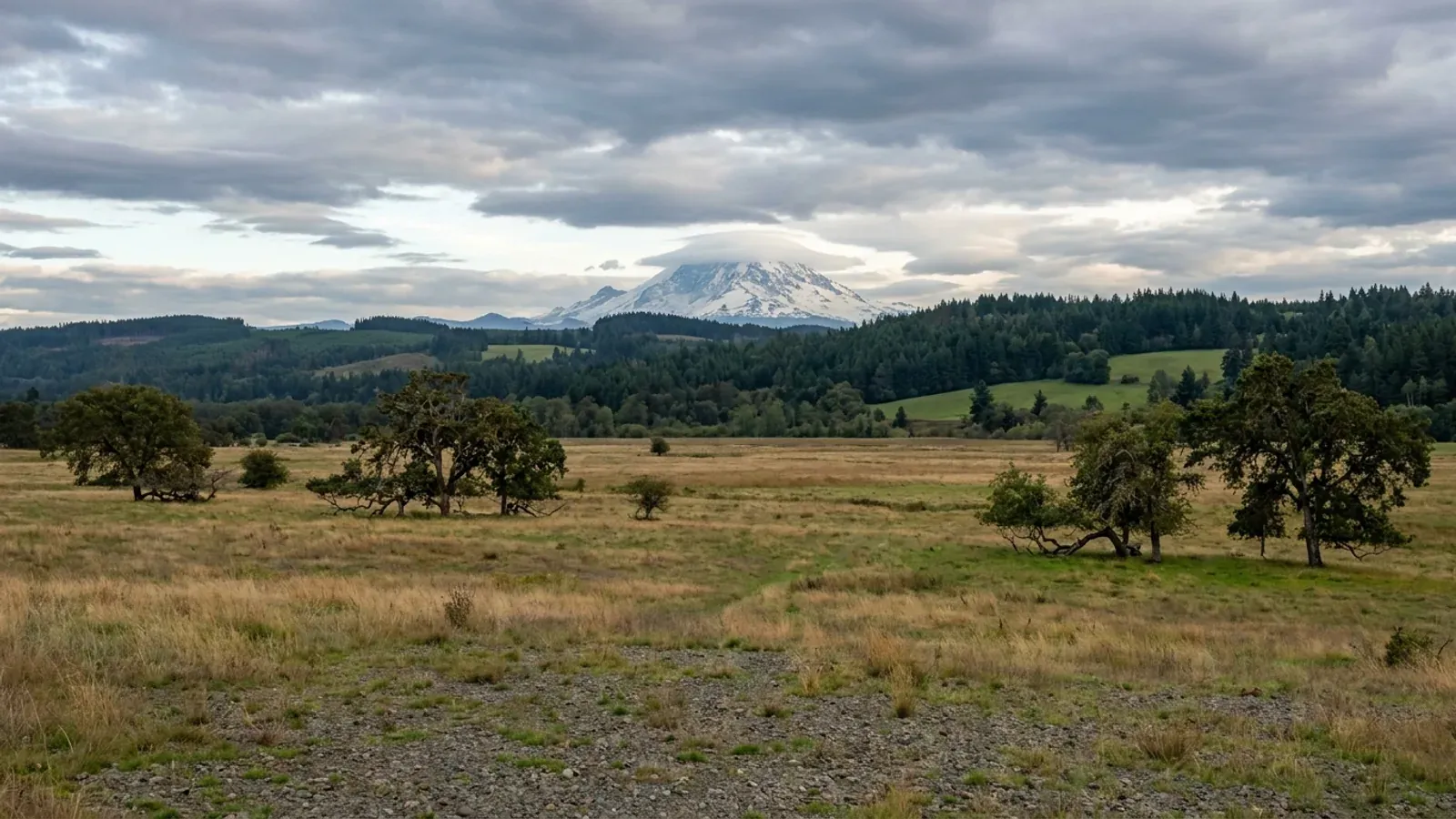 An open South Sound prairie with spreading oaks and Douglas-fir forest, a broad snow-covered volcano rising above the horizon.